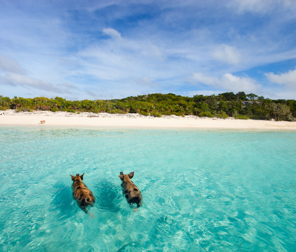 Two dogs swimming in the clear blue water off the caribbean coastline.